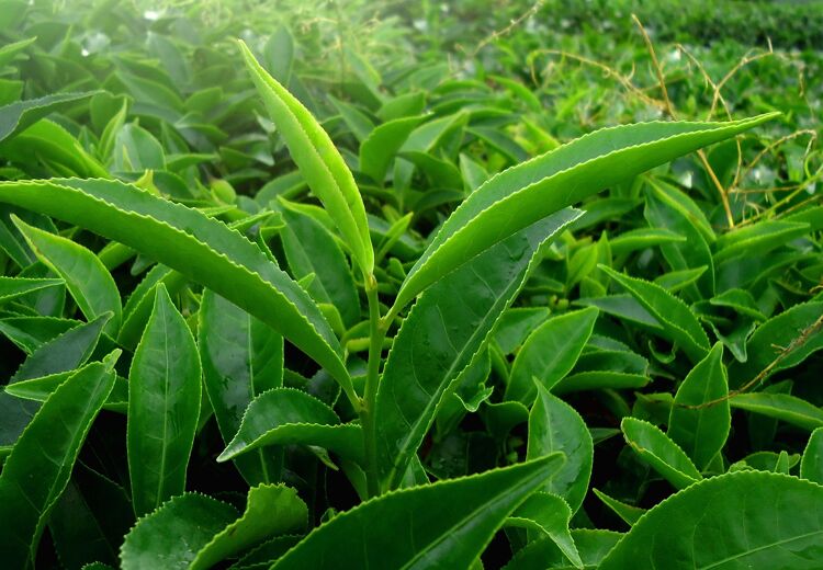 Jonge theeblaadjes aan de theeplant. Alle thee in de wereld wordt gemaakt van deze blaadjes.